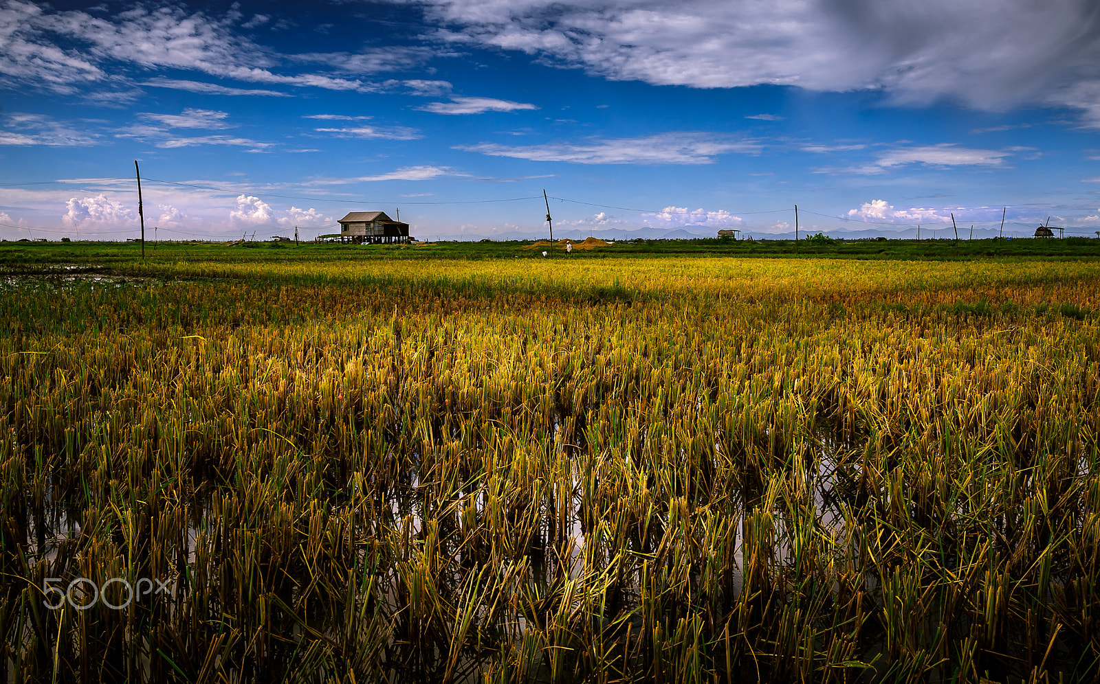 Canon EOS 30D sample photo. Rice farm in central viet nam photography