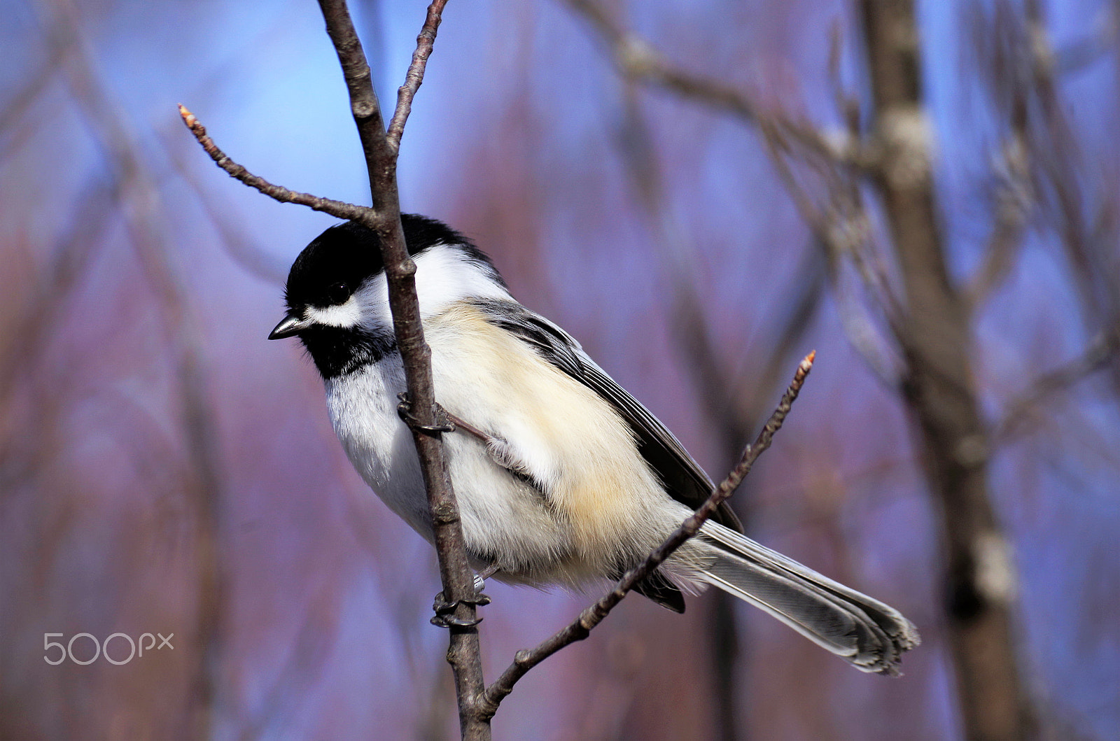 Pentax K-50 sample photo. Chickadee photography