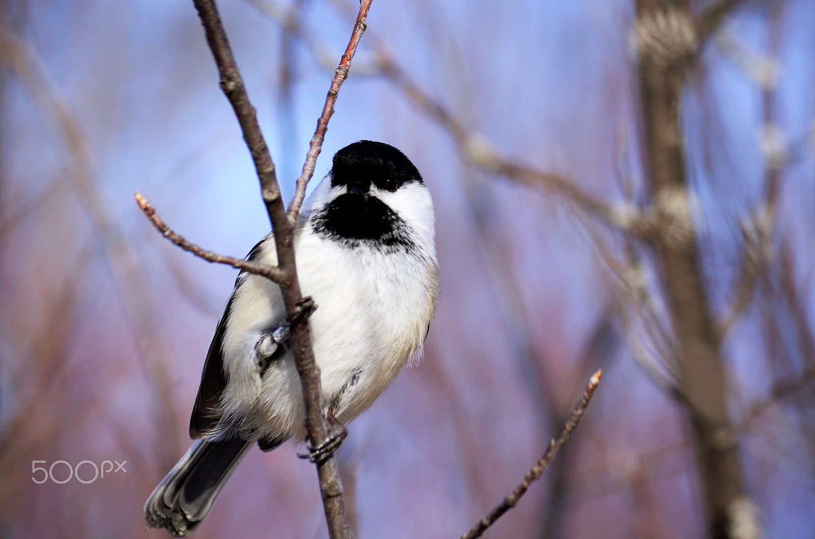 Pentax K-50 sample photo. Img photography