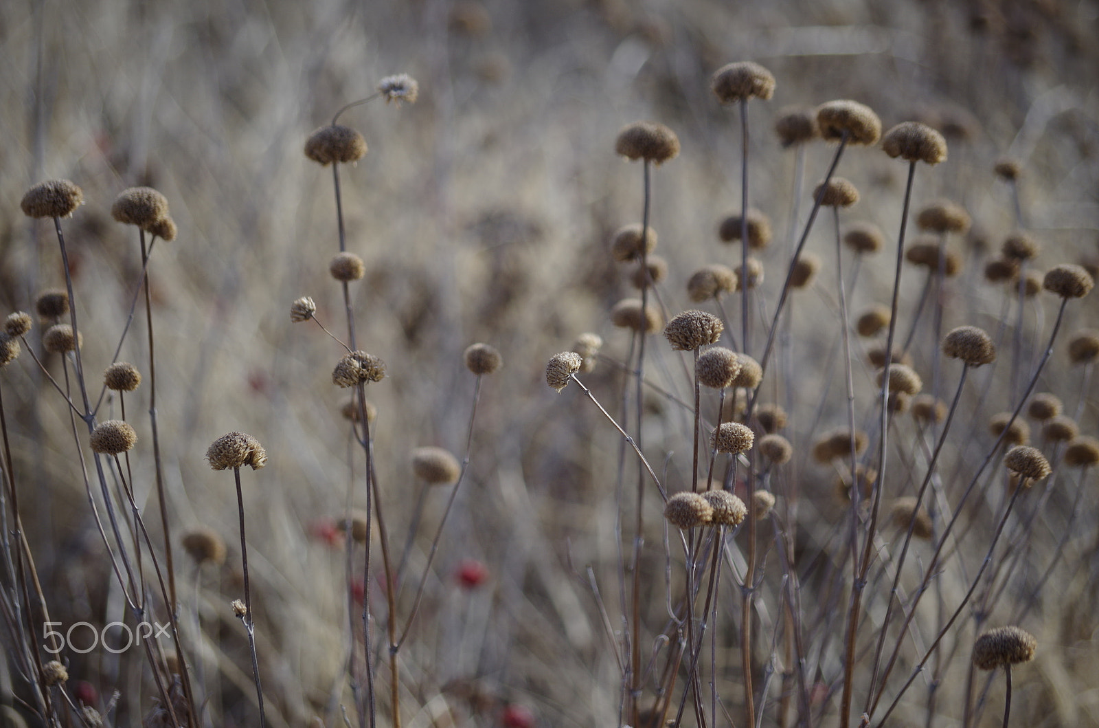 smc Pentax-DA L 50-200mm F4-5.6 ED WR sample photo. Img photography