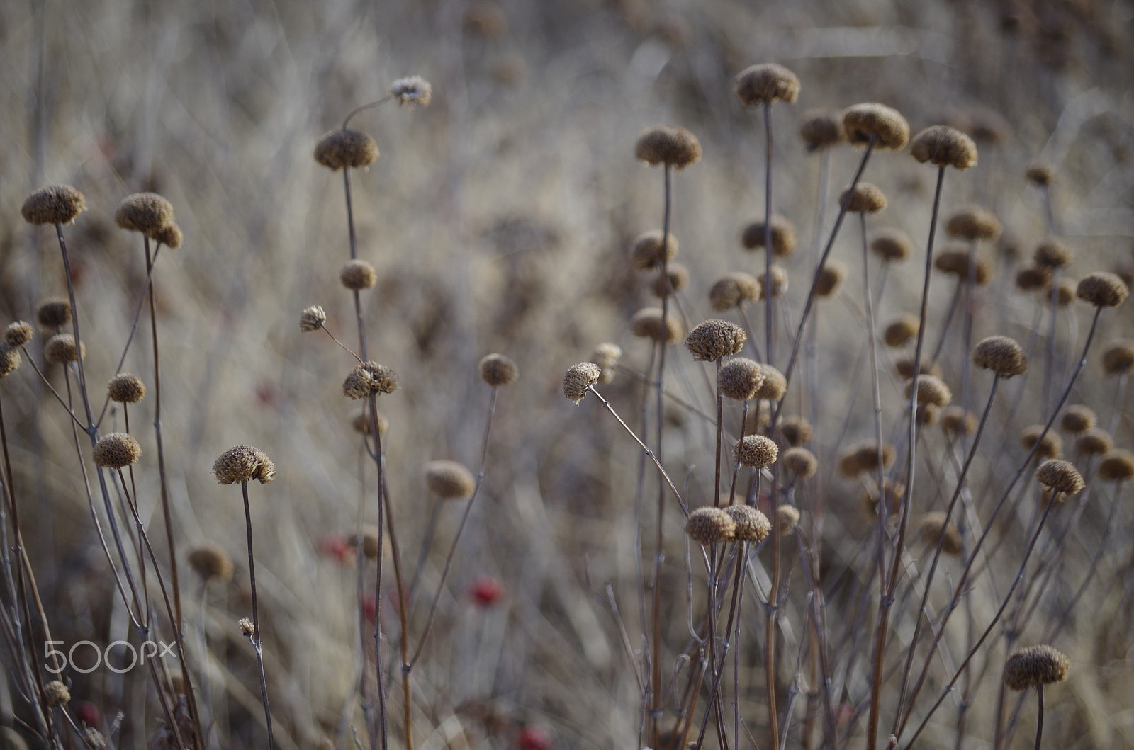 Pentax K-50 sample photo. Img photography