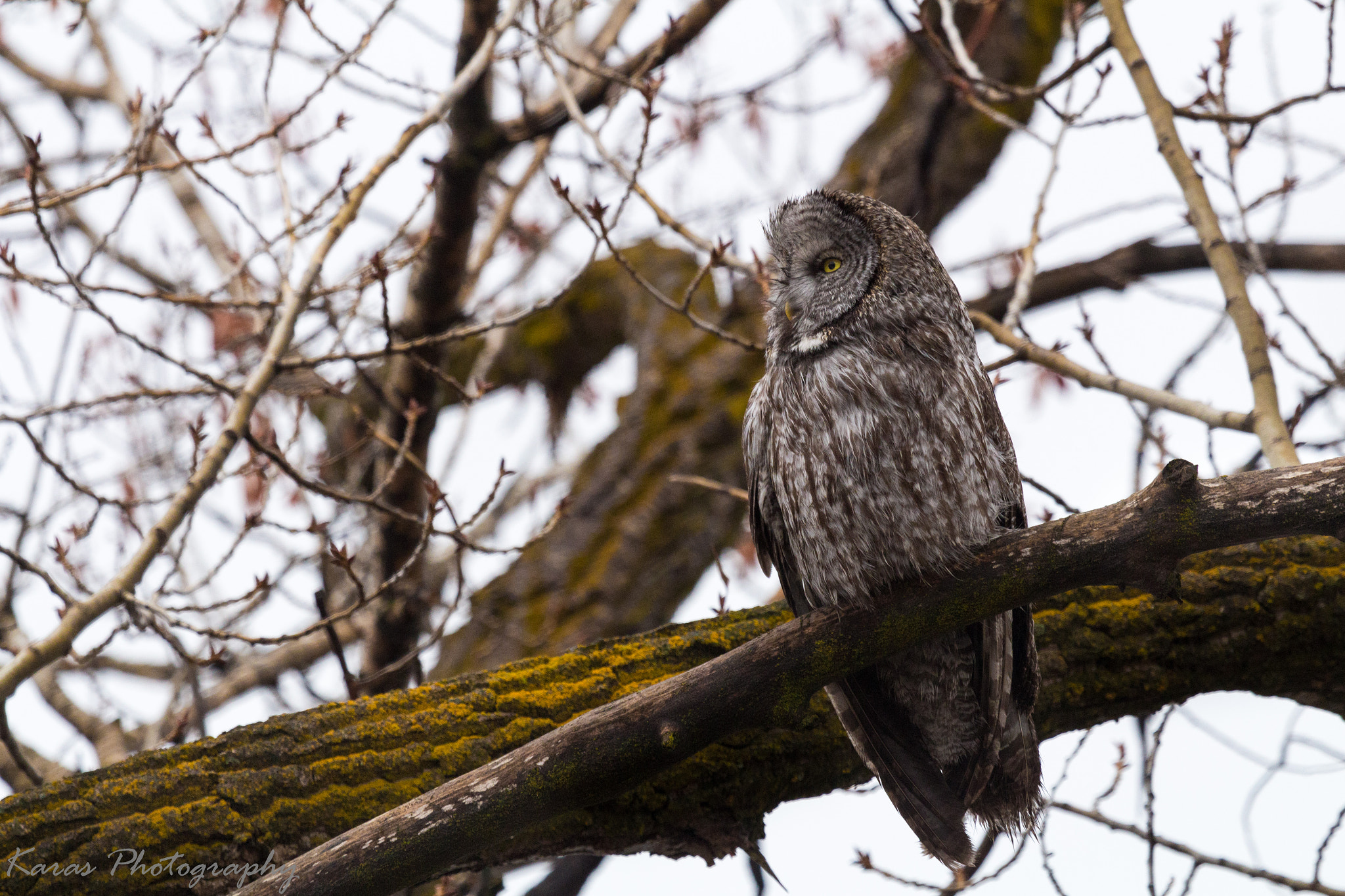 Canon EOS 700D (EOS Rebel T5i / EOS Kiss X7i) + Canon EF 100-400mm F4.5-5.6L IS USM sample photo. Owl photography
