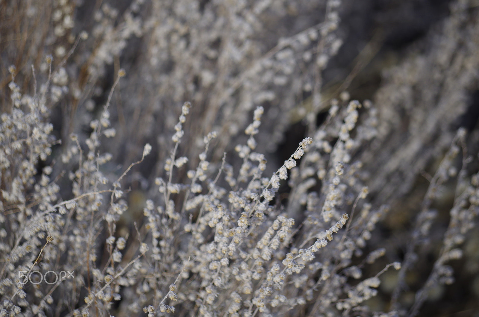 smc Pentax-DA L 50-200mm F4-5.6 ED WR sample photo. Img photography
