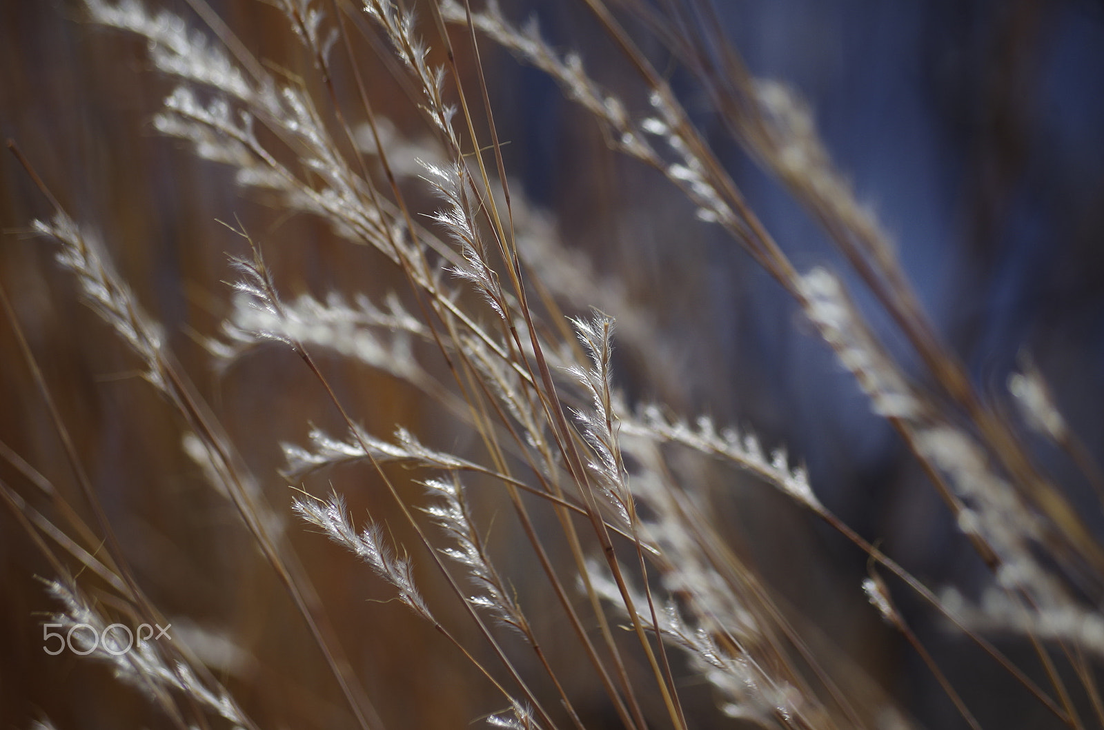smc Pentax-DA L 50-200mm F4-5.6 ED WR sample photo. Img photography