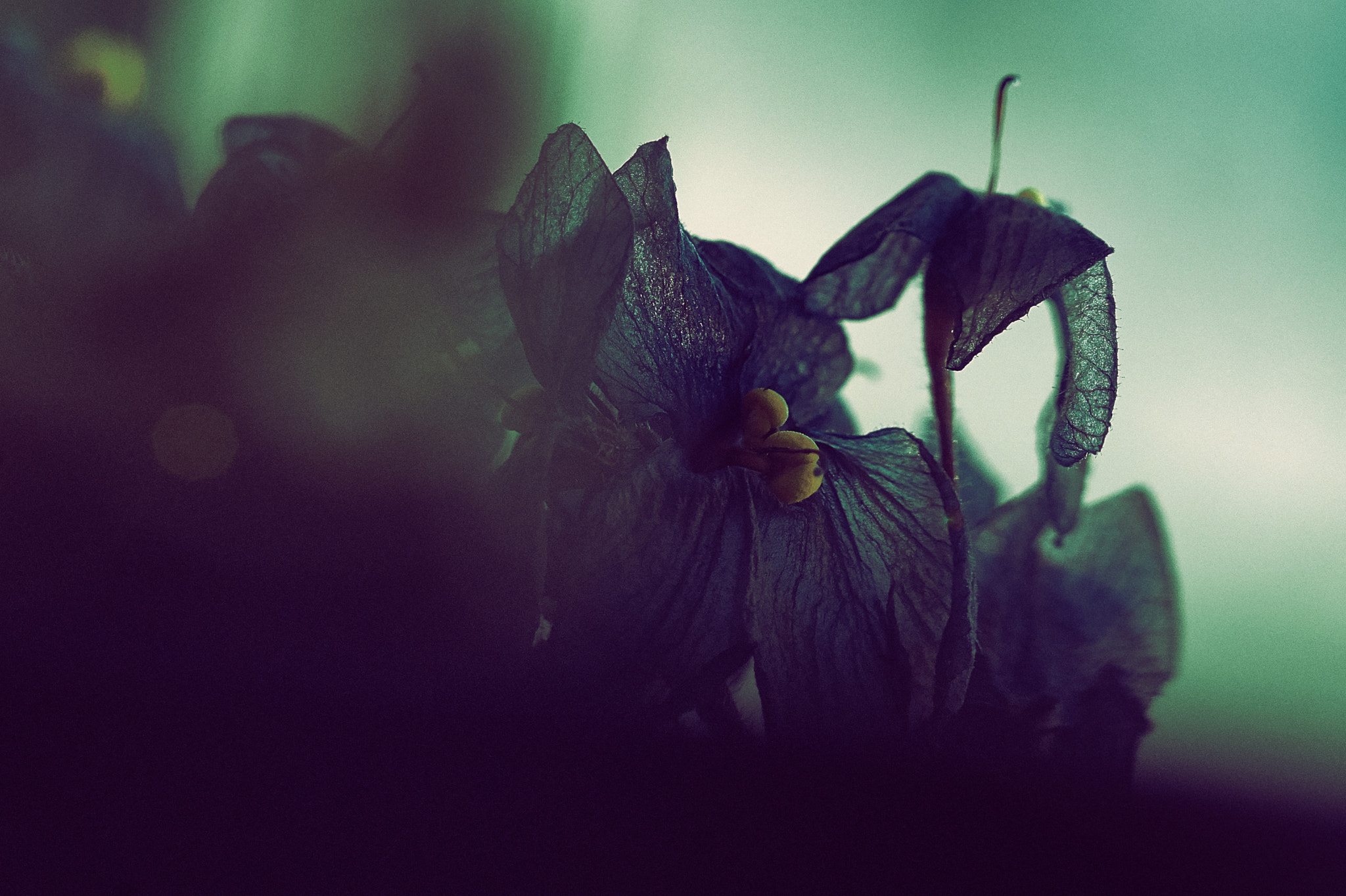 Sony a7 II + Sony DT 50mm F1.8 SAM sample photo. Yellow anther photography