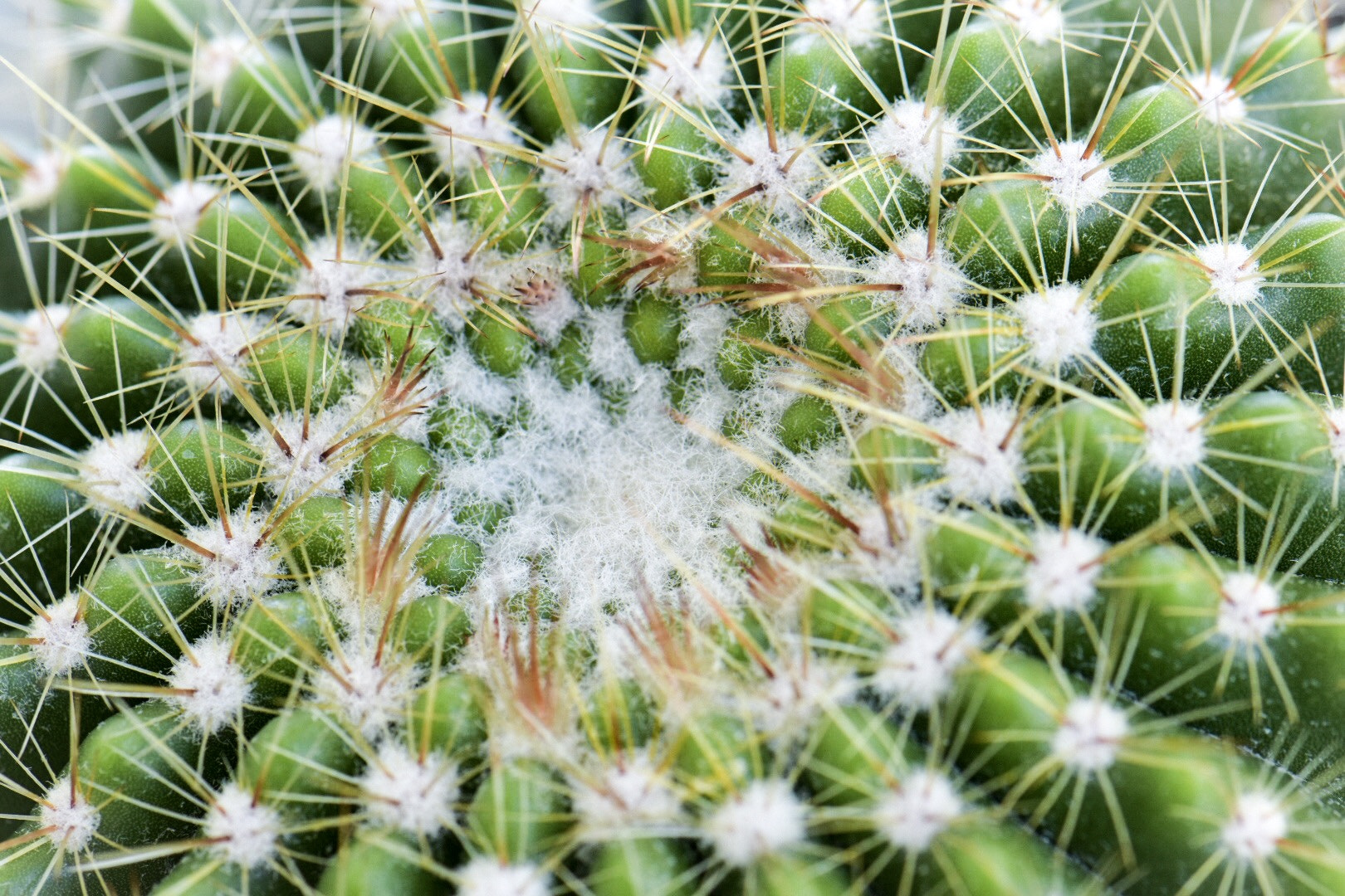 Nikon AF-S Micro-Nikkor 105mm F2.8G IF-ED VR sample photo. Cactus photography