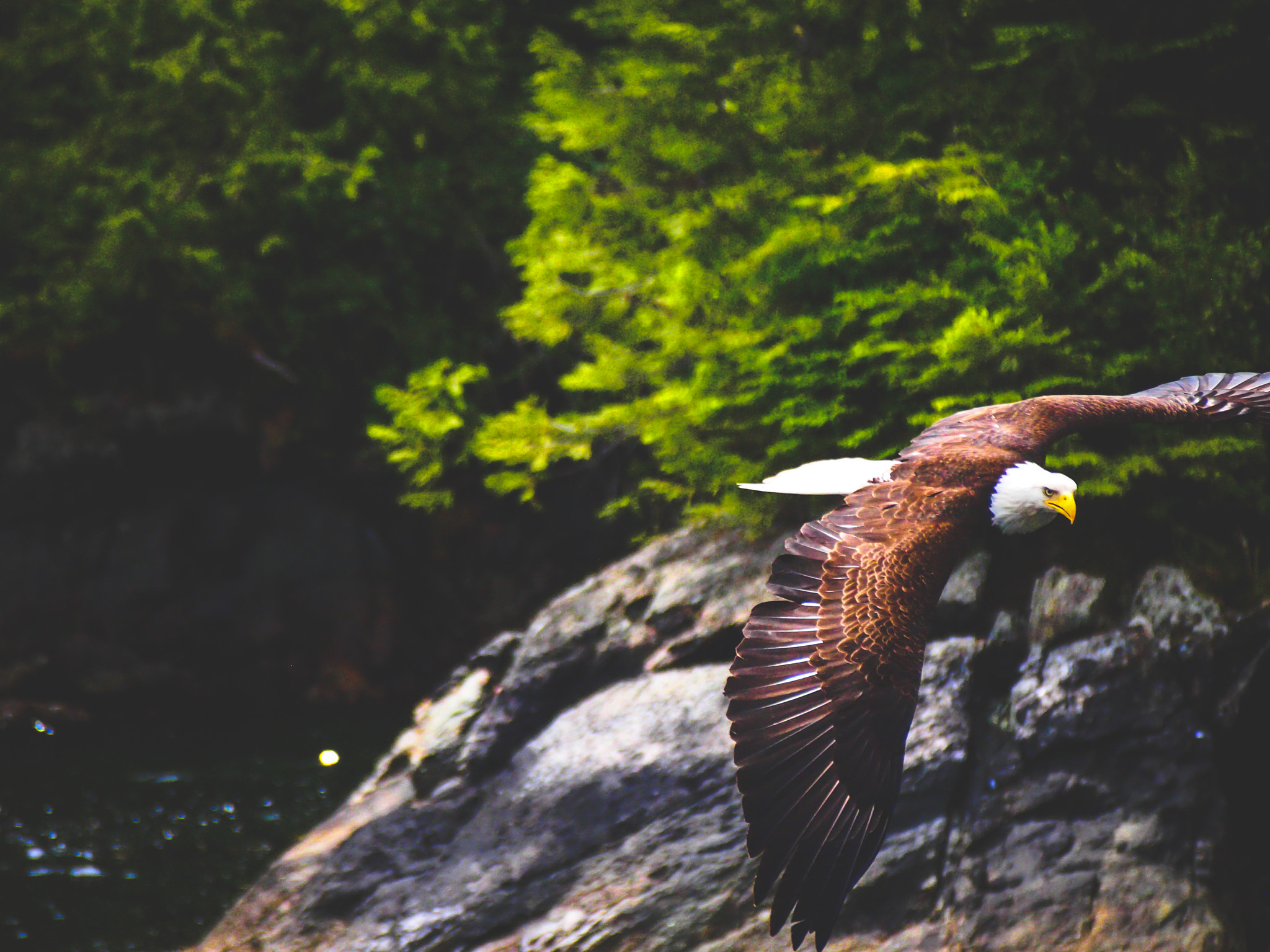 Olympus PEN E-PL3 sample photo. Eagle. photography