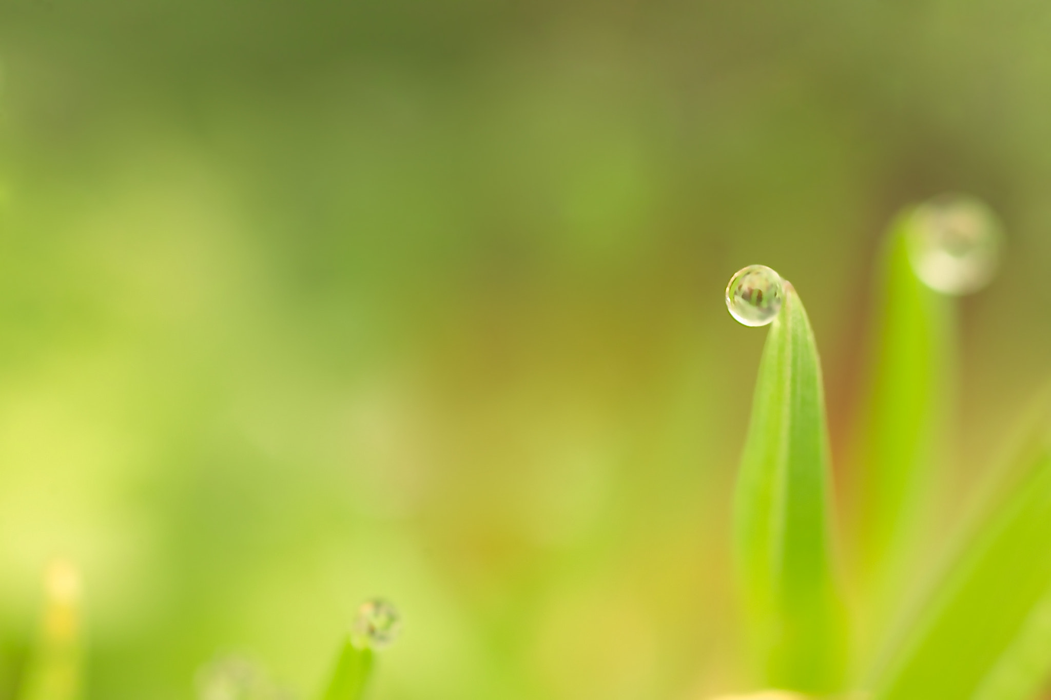 Sigma SD15 sample photo. Fumi photography
