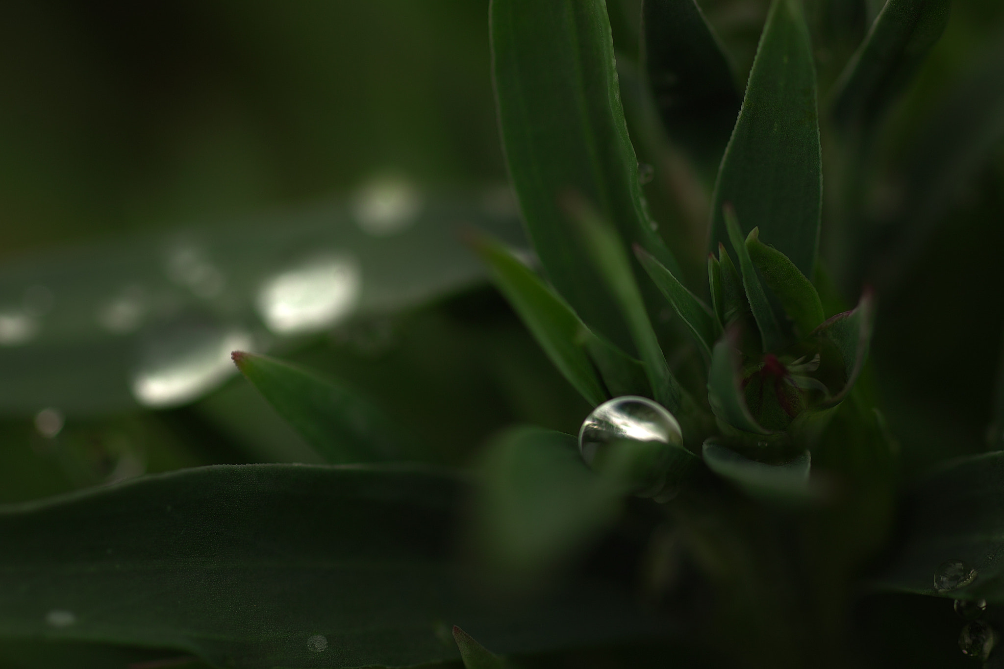 Sigma SD15 sample photo. Fumi photography