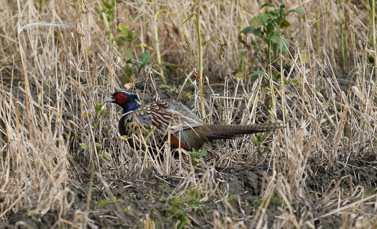 Nikon AF-S Nikkor 70-200mm F4G ED VR sample photo. Ring-necked pheasant photography