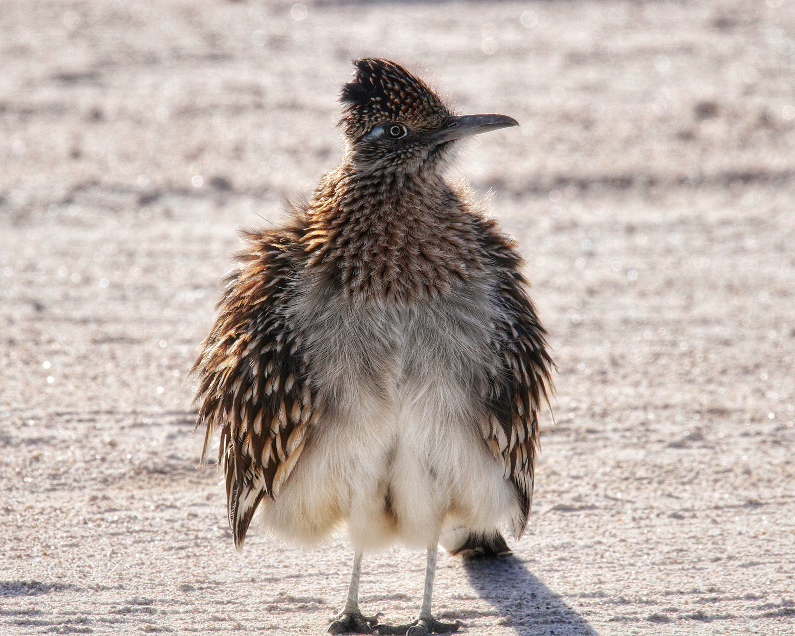 Canon EOS 7D + Sigma 150mm f/2.8 EX DG OS HSM APO Macro sample photo. The other roadrunner kept puffing up to try and scare me away... photography