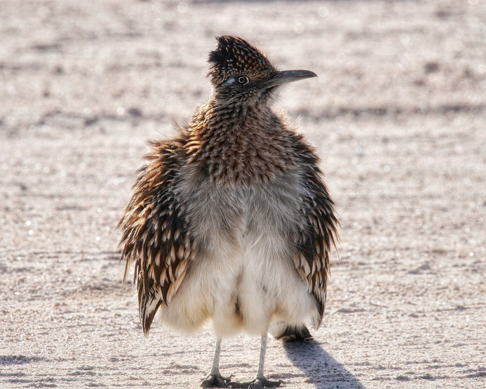 Sigma 150mm f/2.8 EX DG OS HSM APO Macro sample photo. The other roadrunner kept puffing up to try and scare me away... photography
