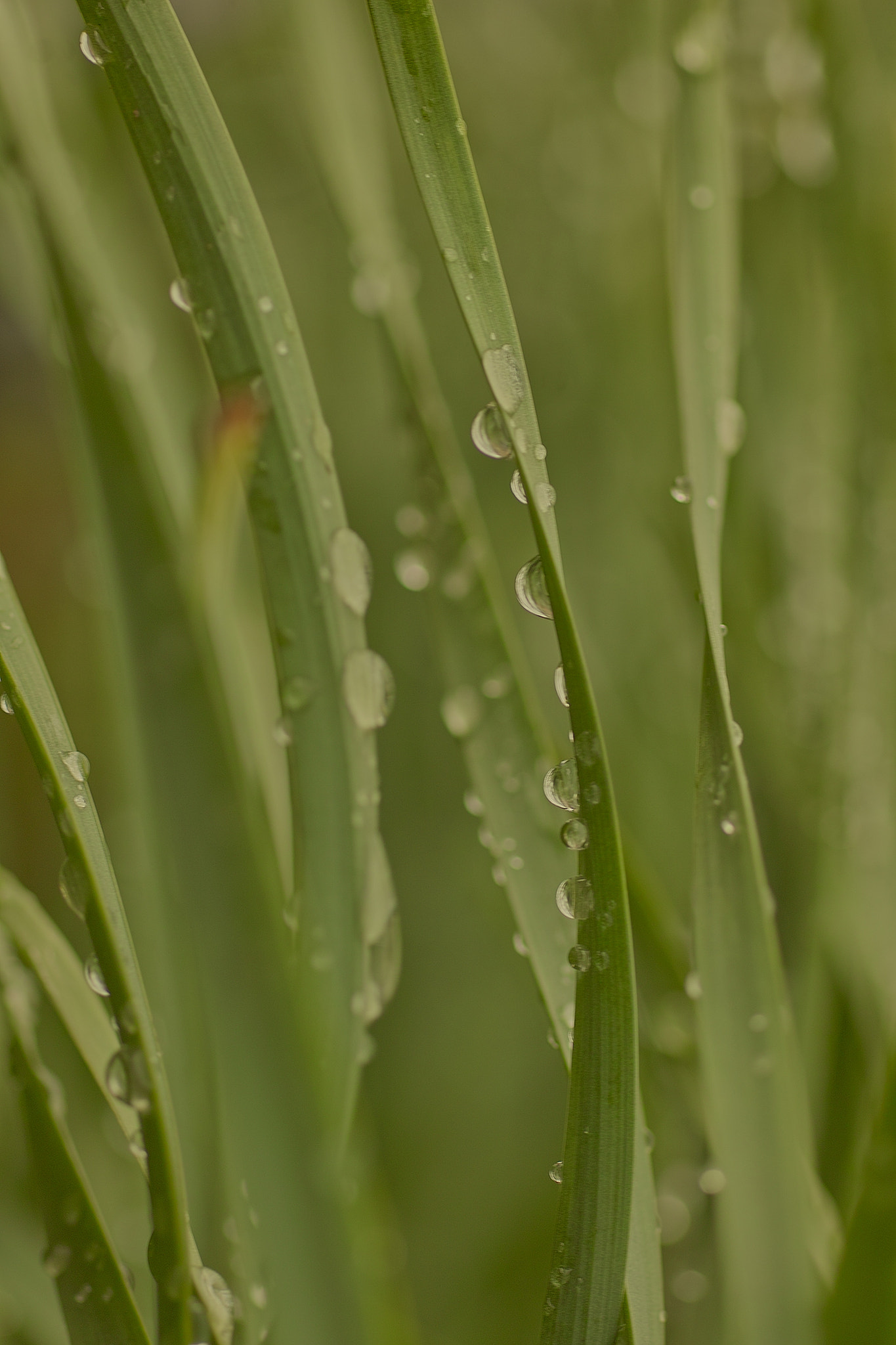 Sigma SD15 sample photo. Fumi photography