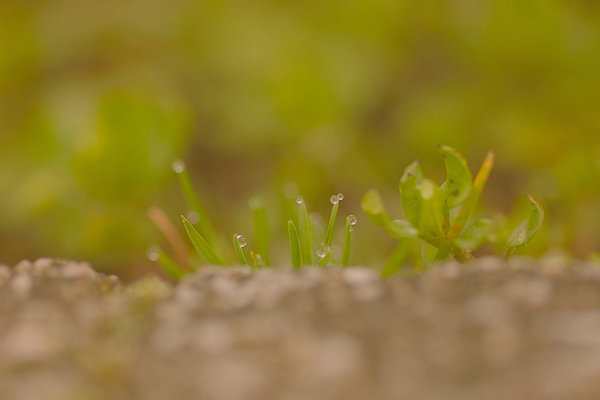 Sigma SD15 sample photo. Fumi photography