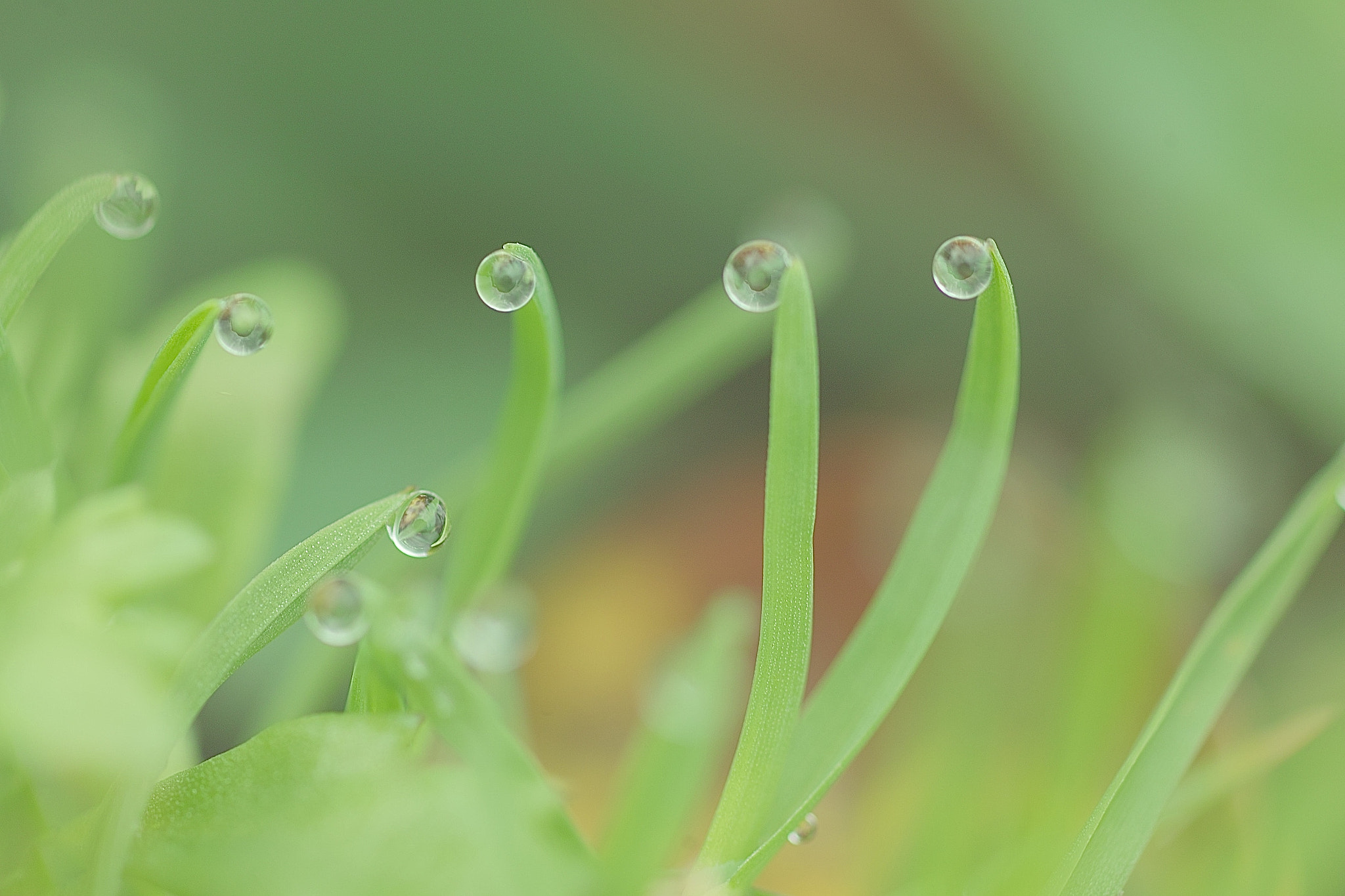 Sigma SD15 sample photo. Fumi photography