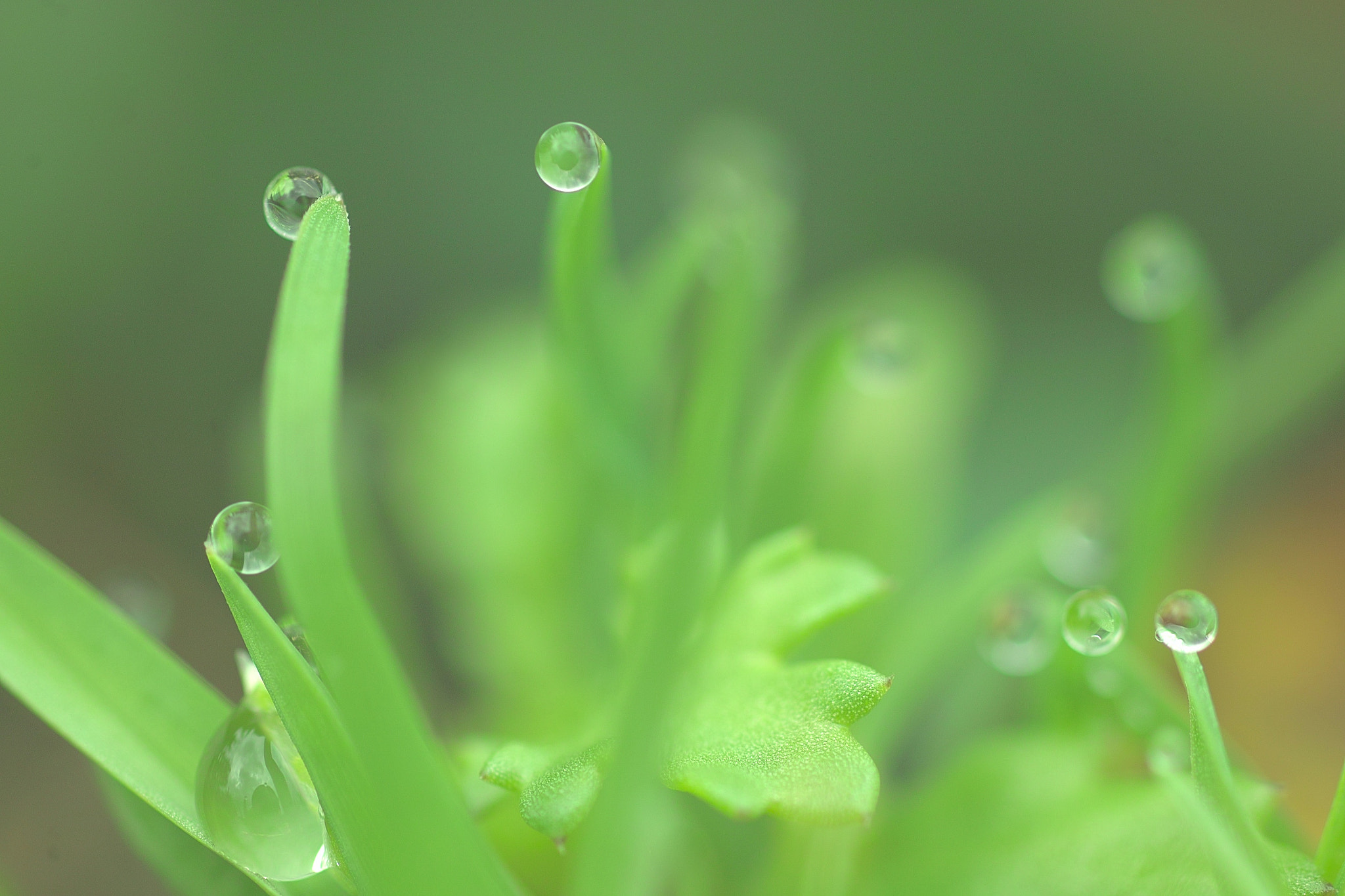 Sigma SD15 sample photo. Fumi photography