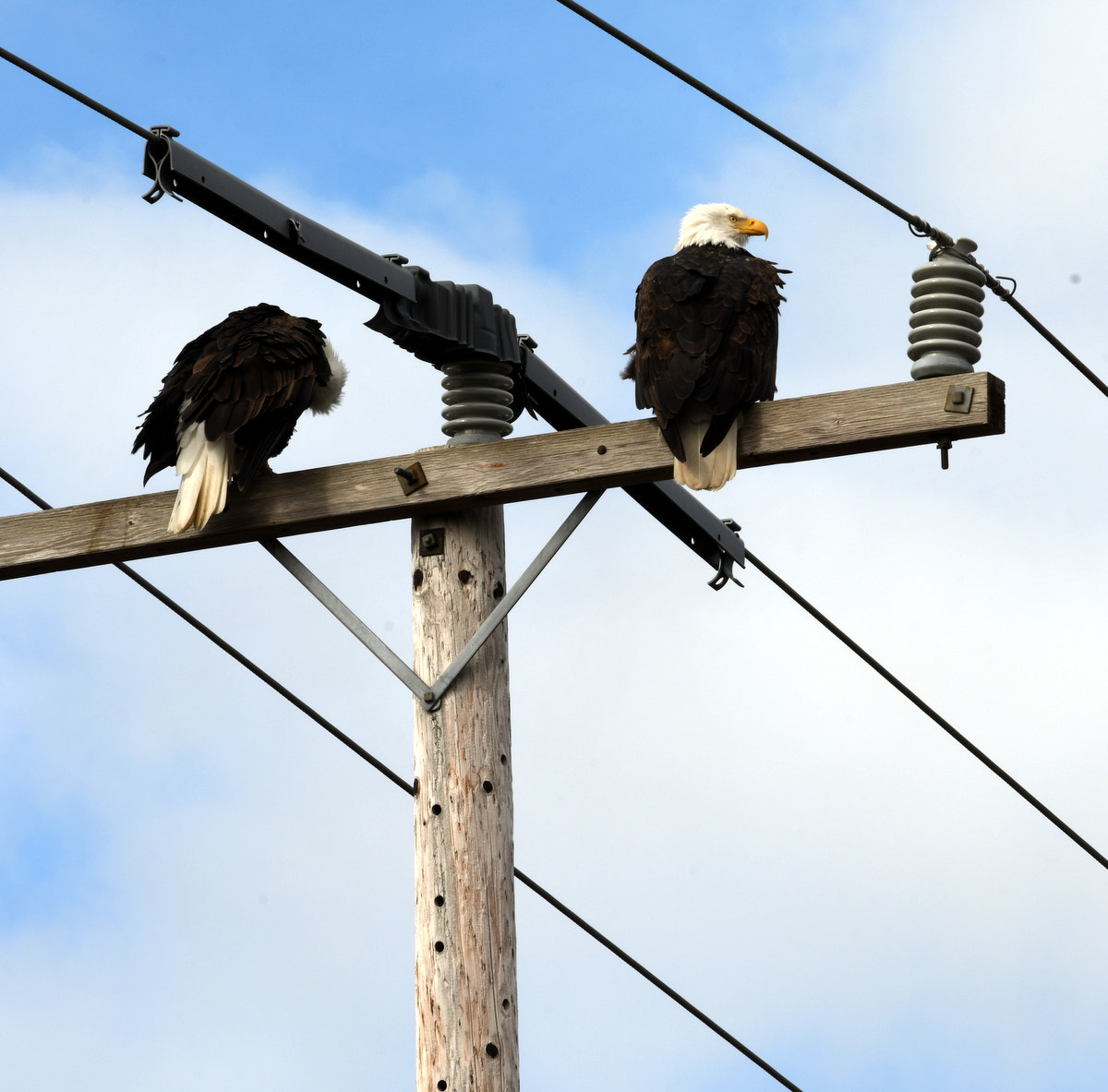 Nikon AF-S Nikkor 70-200mm F4G ED VR sample photo. Resting eagles photography