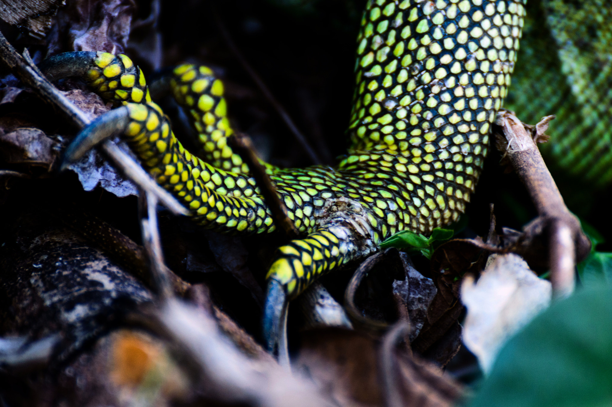 Nikon D3200 sample photo. Claws photography