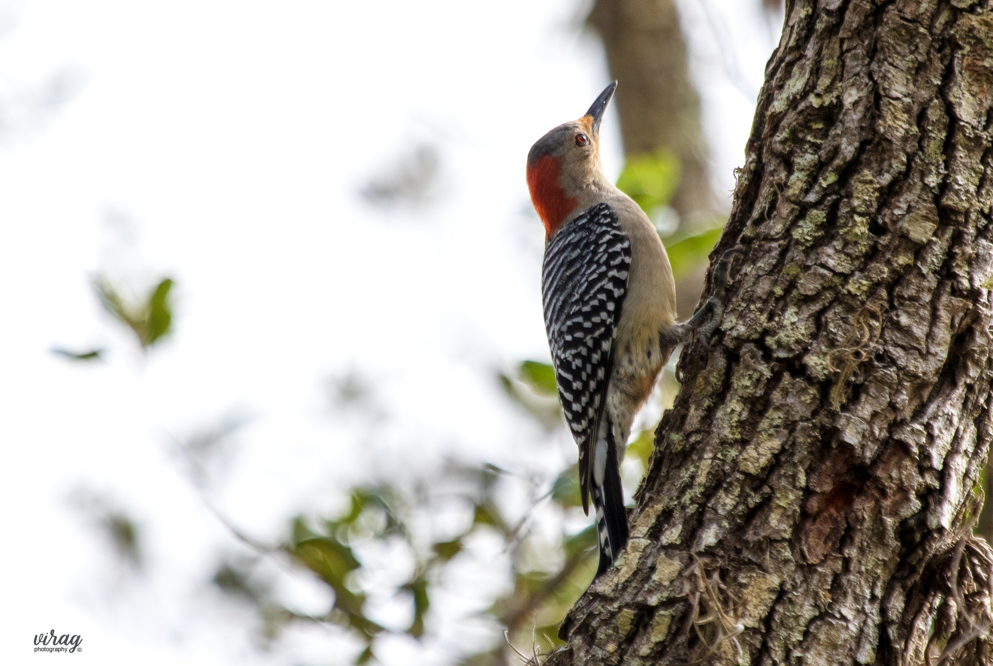 Canon EF 100-400mm F4.5-5.6L IS USM sample photo. Red-bellied woodpecker photography