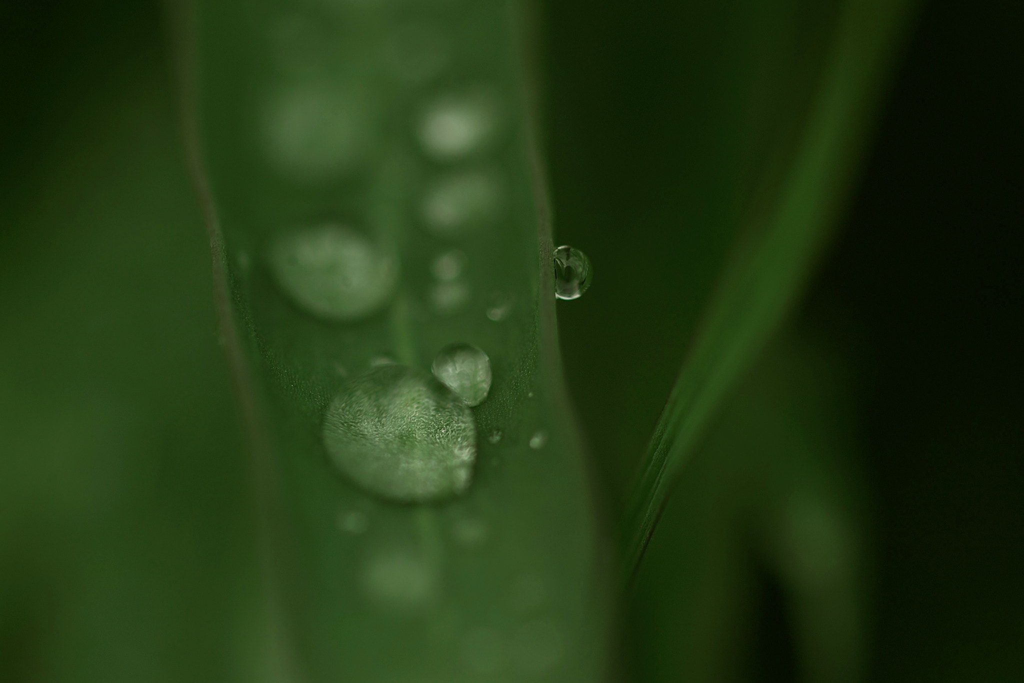 Sigma SD15 sample photo. Fumi photography