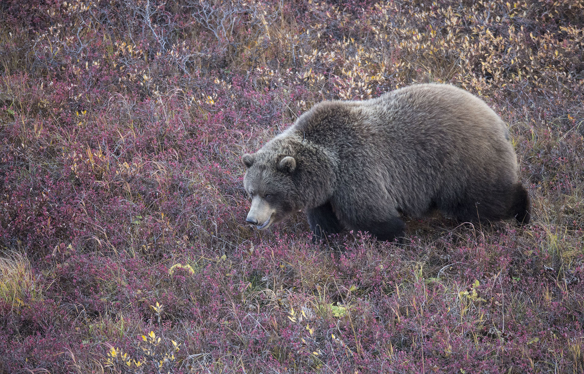 Canon EOS-1D X + Canon EF 800mm F5.6L IS USM sample photo. Blueberry 2 photography