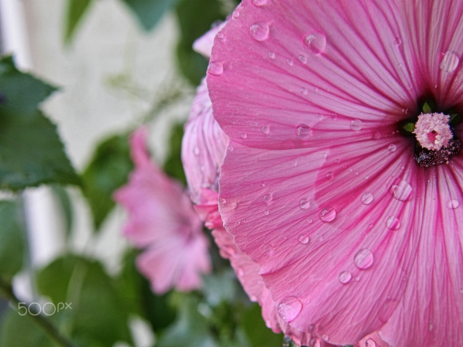 Olympus SP560UZ sample photo. Stand out pink photography