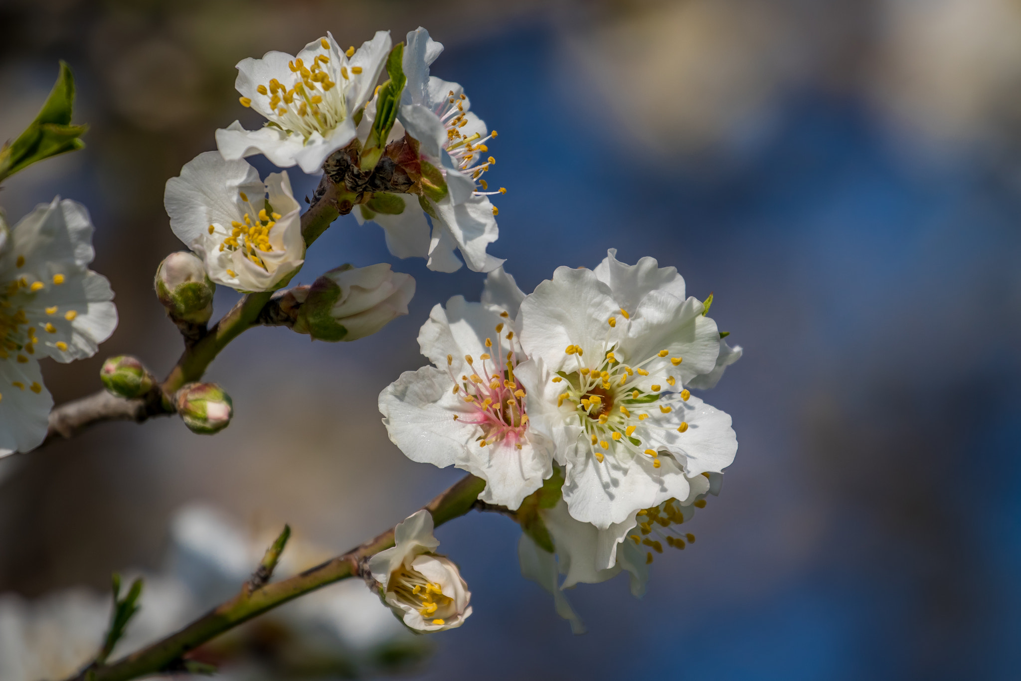 Canon EF 70-300mm F4-5.6L IS USM sample photo. Almonds tree photography