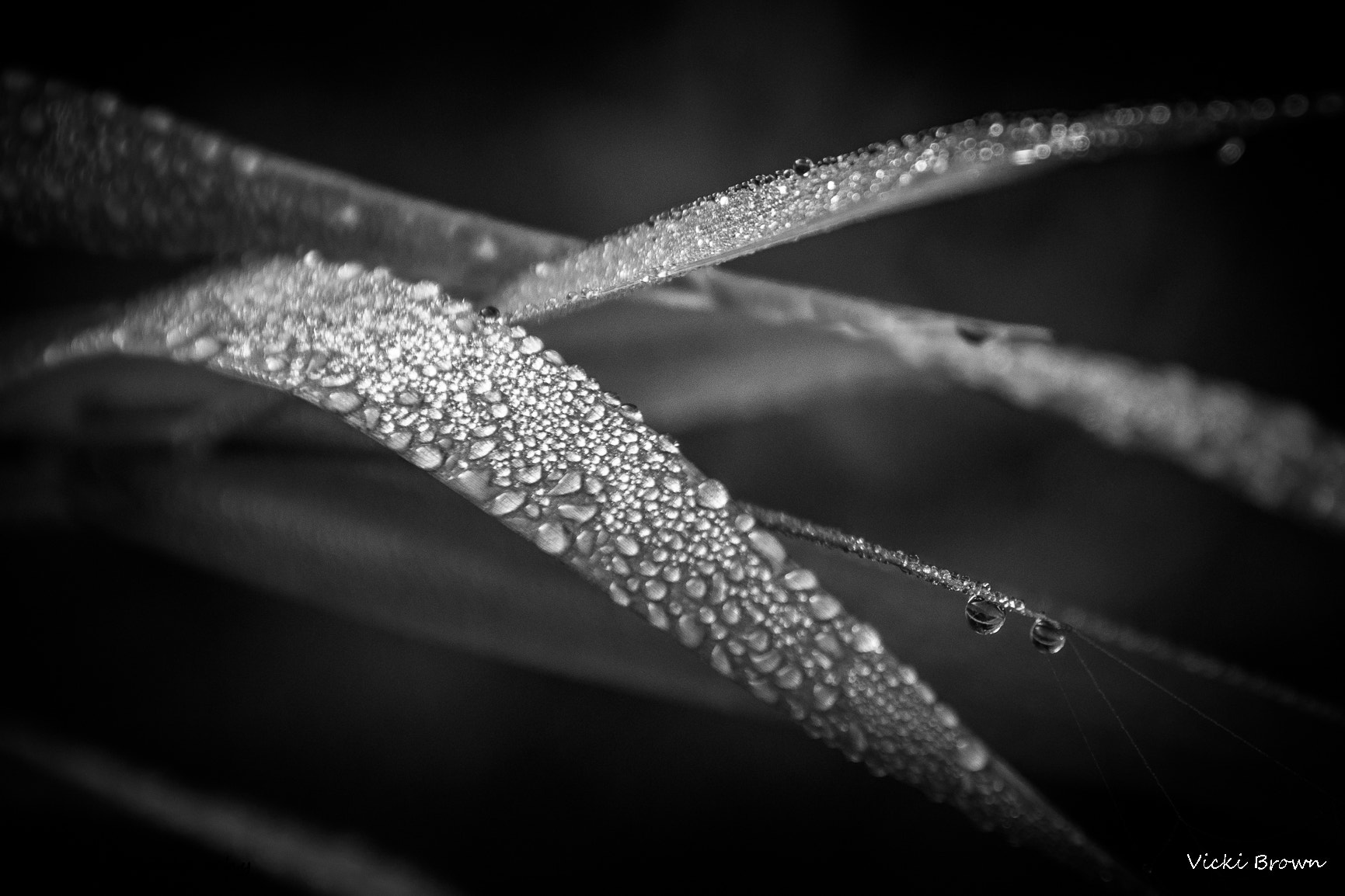 Nikon D7200 sample photo. Dewdrops photography