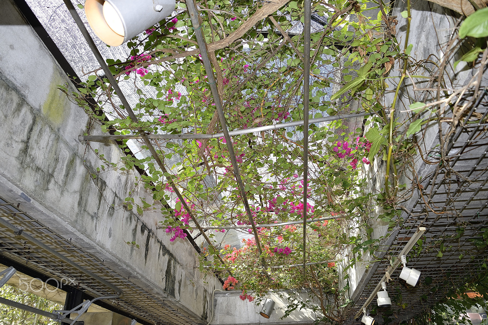 Nikon D800E sample photo. Greenhouse ceiling photography
