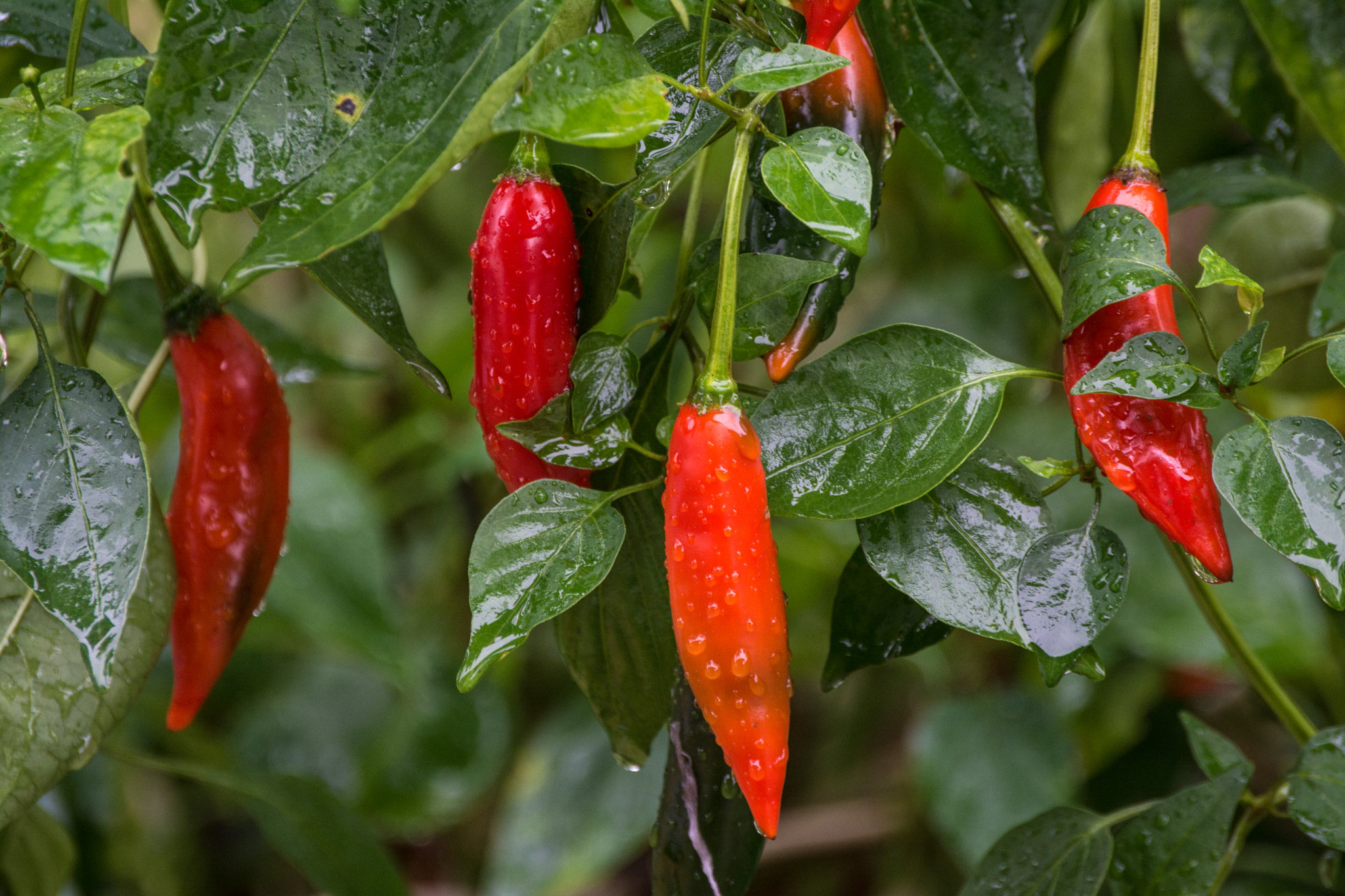 Nikon D5200 sample photo. Red pepper!!! photography