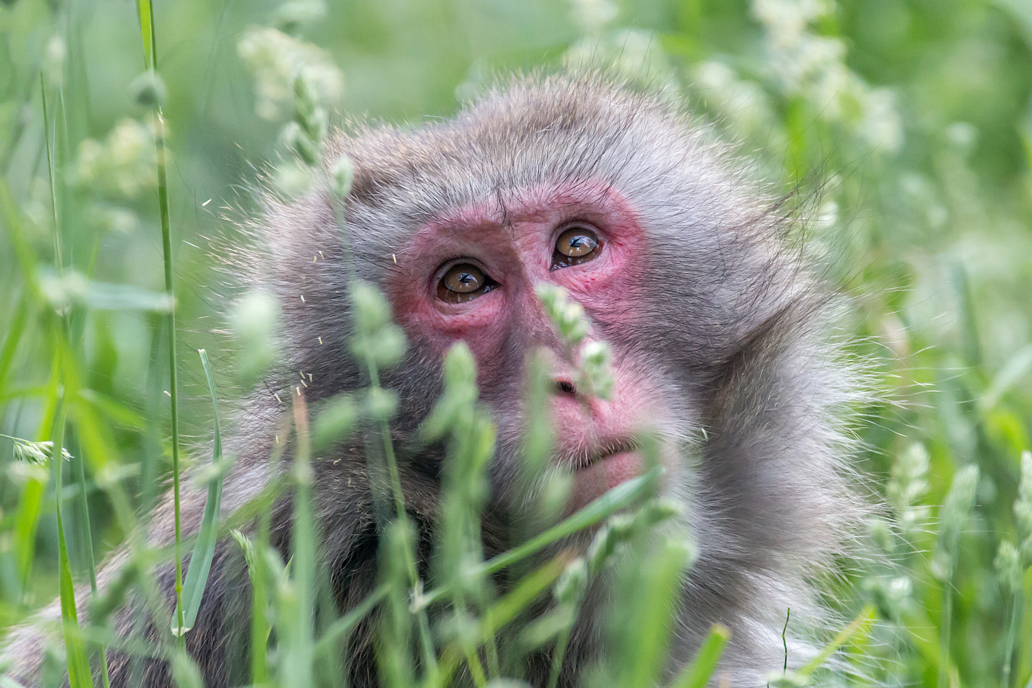 Canon EF 70-300mm F4-5.6L IS USM sample photo. A thoughtful japanese macaque photography