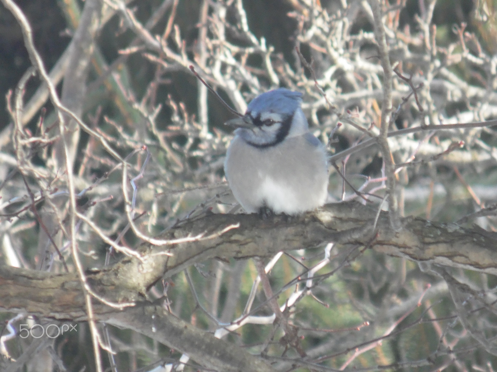 Samsung WB110/  WB111 sample photo. Bluejay photography