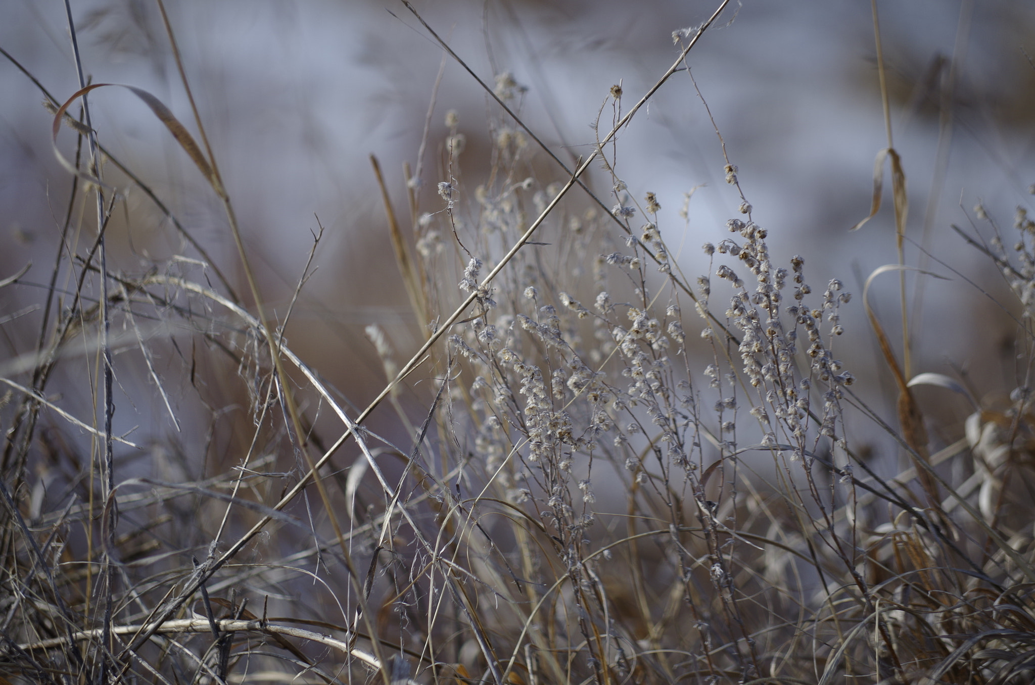 smc Pentax-DA L 50-200mm F4-5.6 ED WR sample photo. Img photography