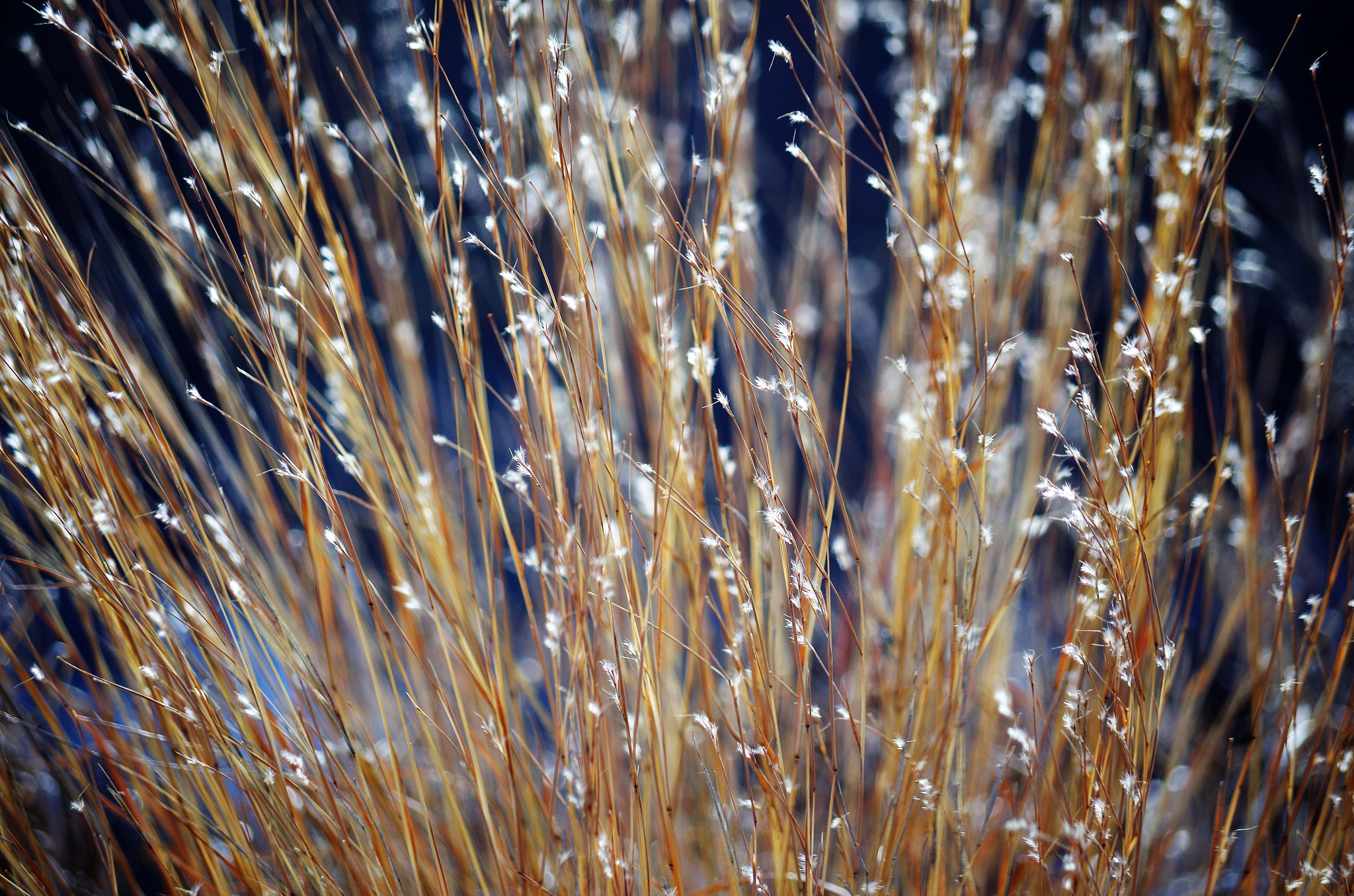 smc Pentax-DA L 50-200mm F4-5.6 ED WR sample photo. Img photography