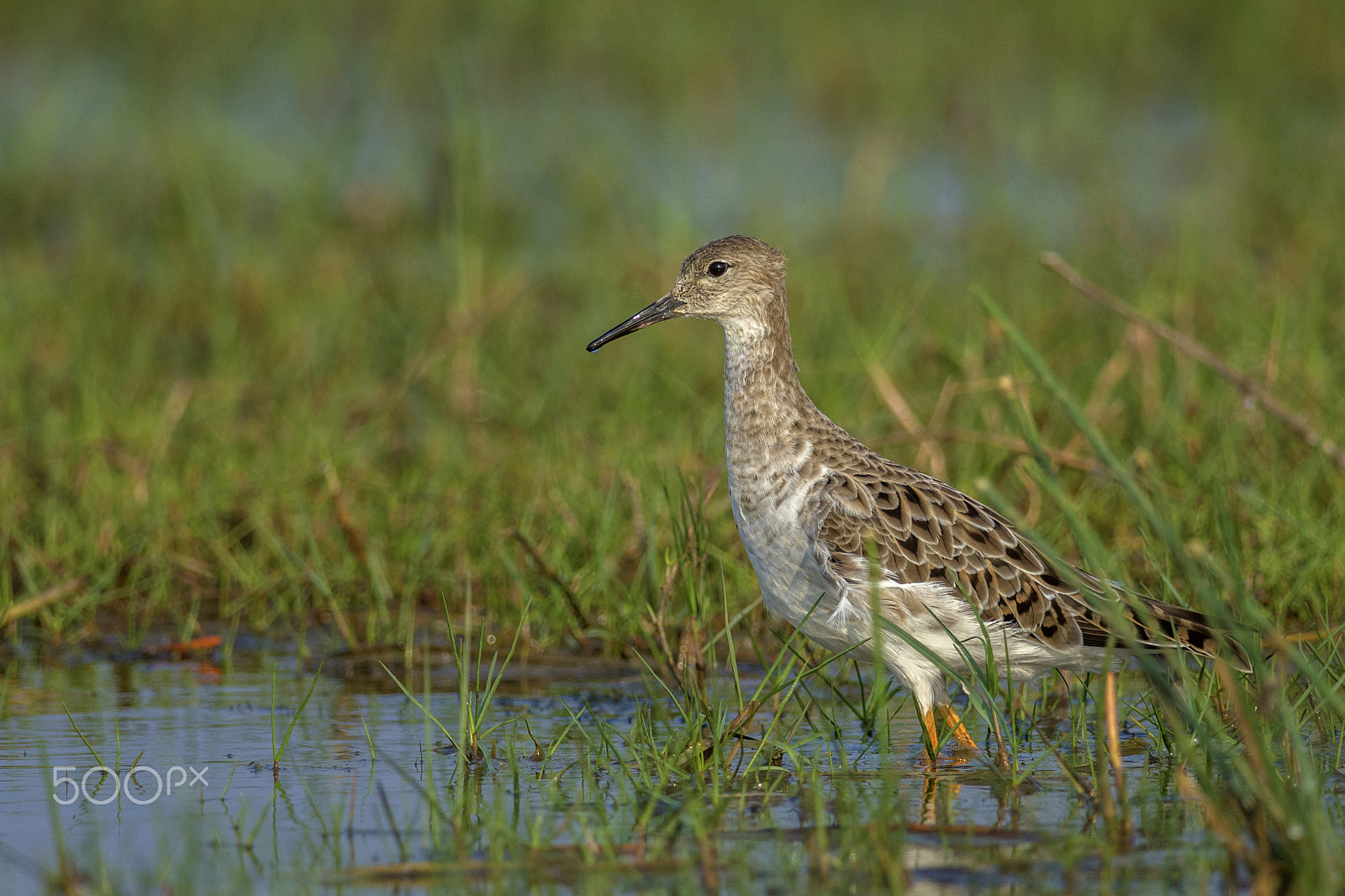 Nikon D7100 + Nikon AF-S Nikkor 300mm F4D ED-IF sample photo. Ruff (philomachus pugnax) photography