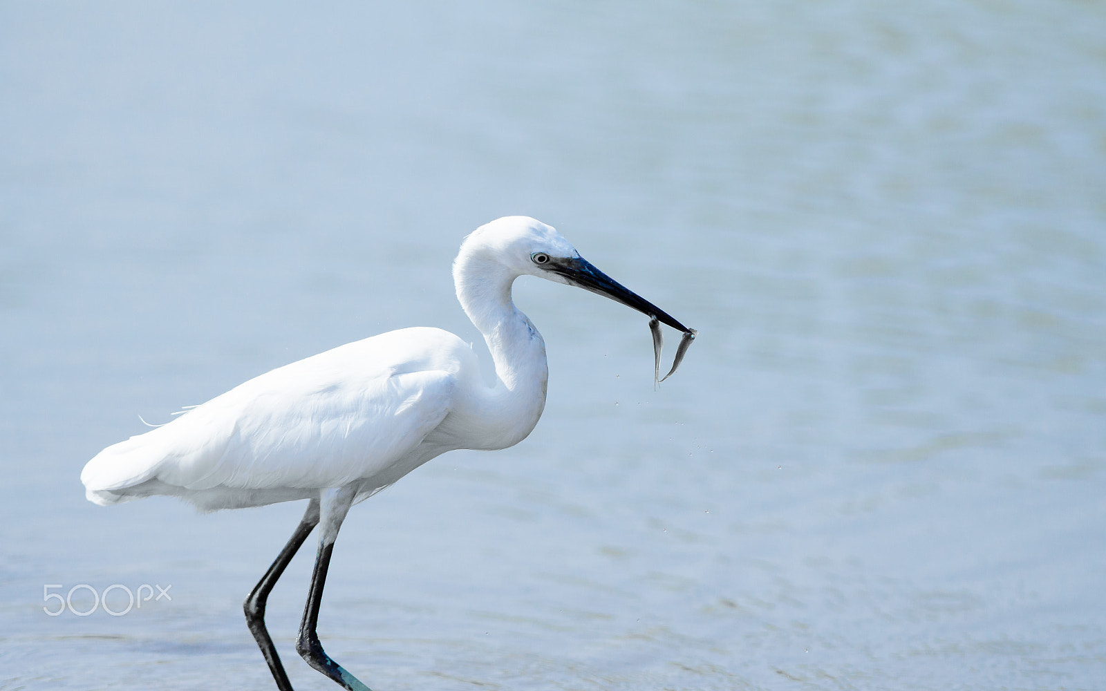 Nikon AF-S Nikkor 300mm F2.8G ED-IF VR sample photo. Hunting photography