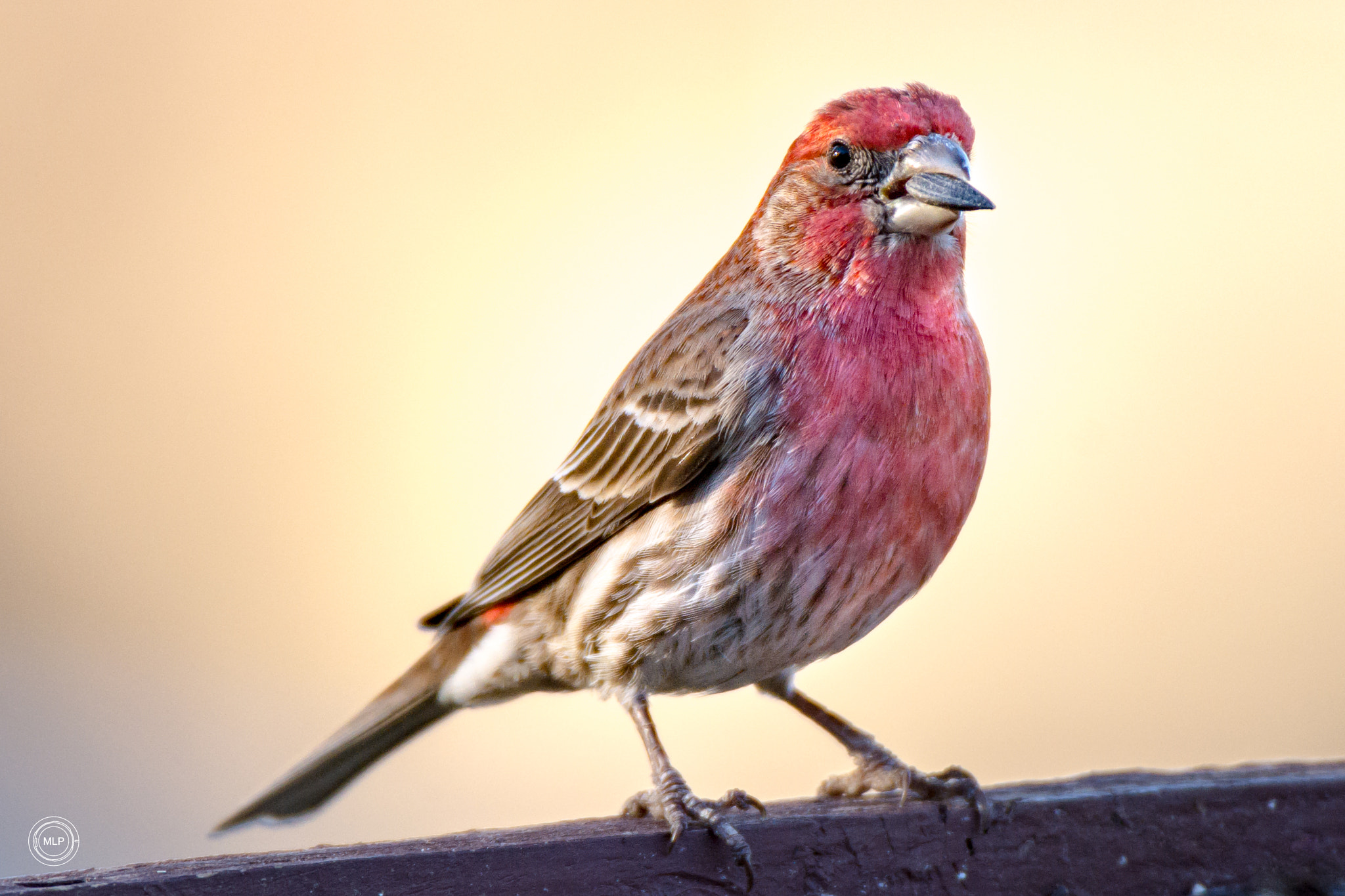 Nikon AF-S Nikkor 200-400mm F4G ED-IF VR sample photo. House finch photography