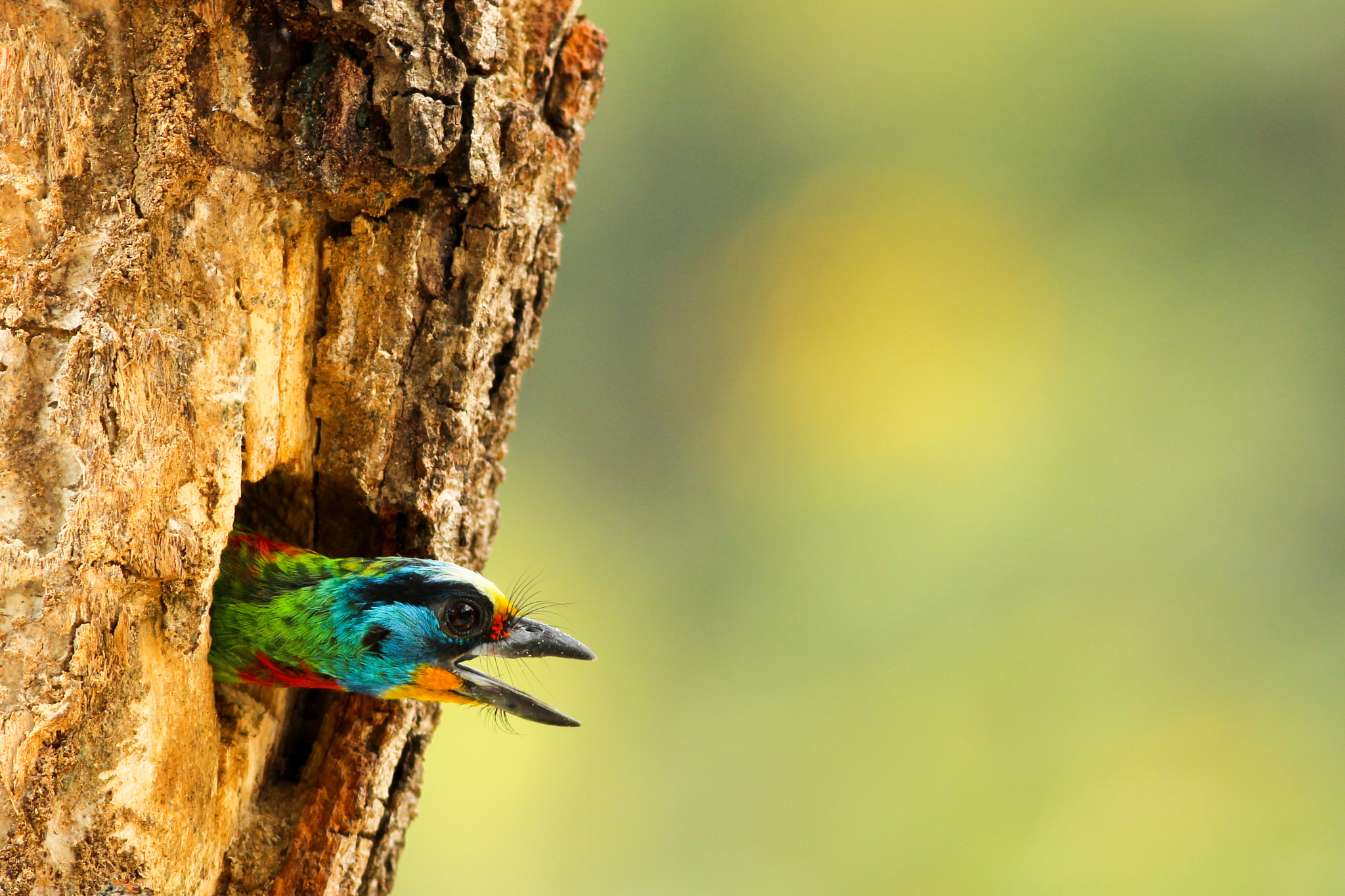 Canon EOS 600D (Rebel EOS T3i / EOS Kiss X5) + Canon EF 400mm F5.6L USM sample photo. Black-bowed barbet photography