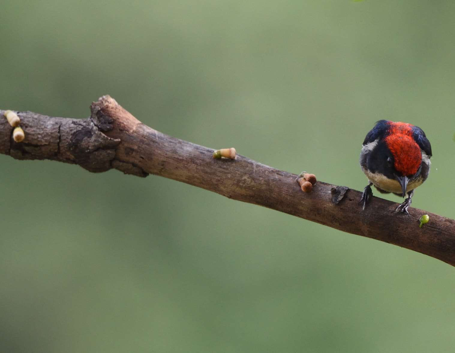 Nikon Nikkor AF-S 300mm F4E PF ED VR sample photo. Hunting for nectar photography