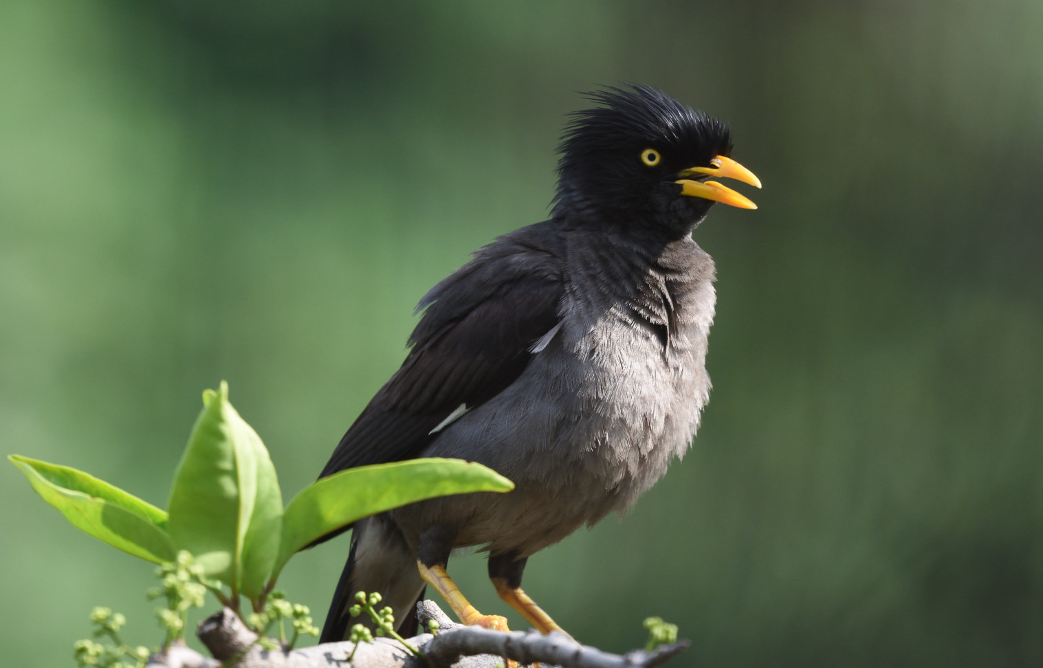 Nikon Nikkor AF-S 300mm F4E PF ED VR sample photo. City chick photography