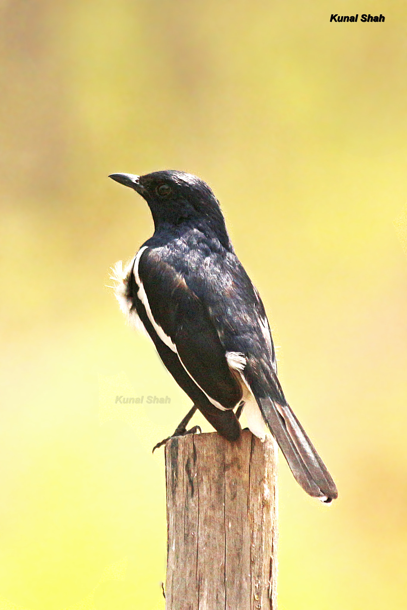 Canon EF 70-300mm F4-5.6 IS USM sample photo. Oriental magpie robin (male) photography