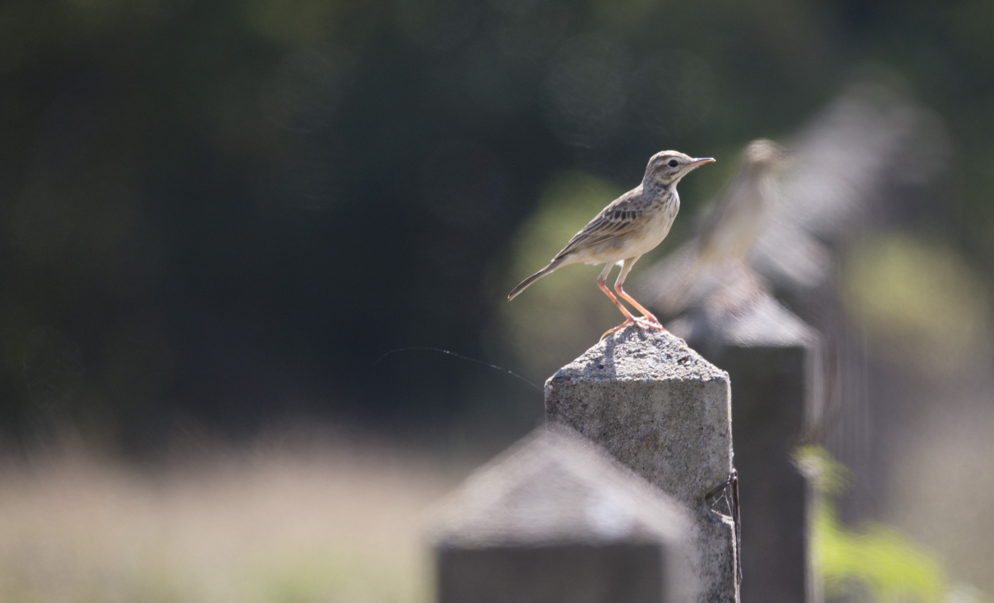 Sigma 150-500mm F5-6.3 DG OS HSM sample photo. Mg photography