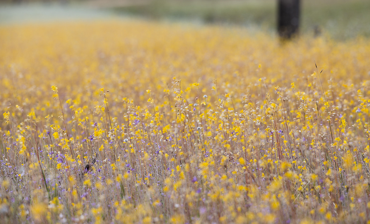 Sigma 150-500mm F5-6.3 DG OS HSM sample photo. Mg photography