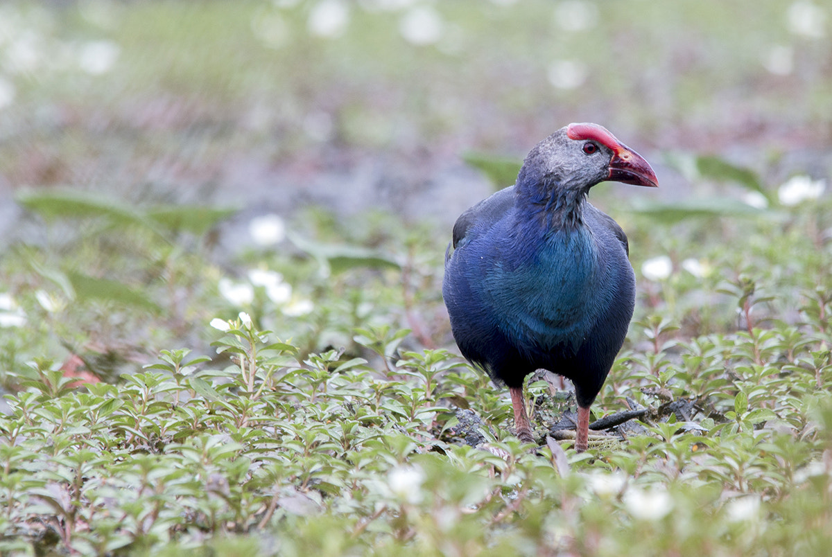 Sigma 150-500mm F5-6.3 DG OS HSM sample photo. Img photography