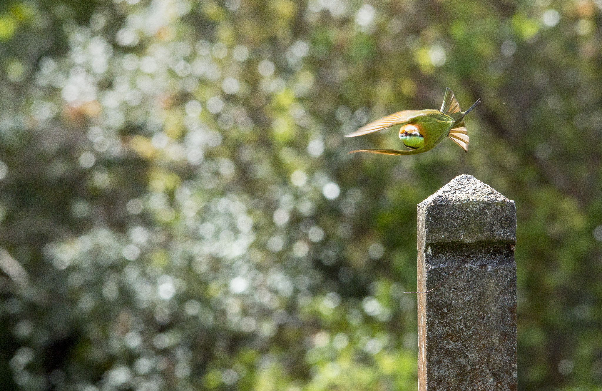 Canon EOS 70D + Sigma 150-500mm F5-6.3 DG OS HSM sample photo. Img_4390_1.jpg photography