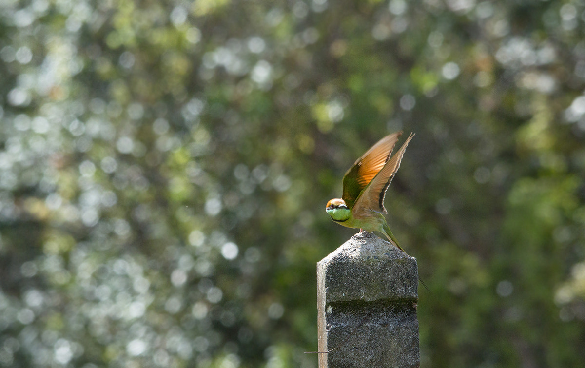 Sigma 150-500mm F5-6.3 DG OS HSM sample photo. Img photography