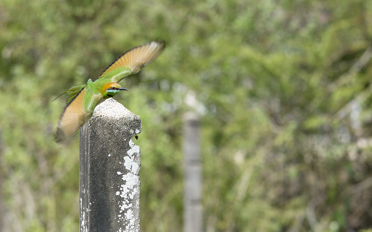 Sigma 150-500mm F5-6.3 DG OS HSM sample photo. Img photography
