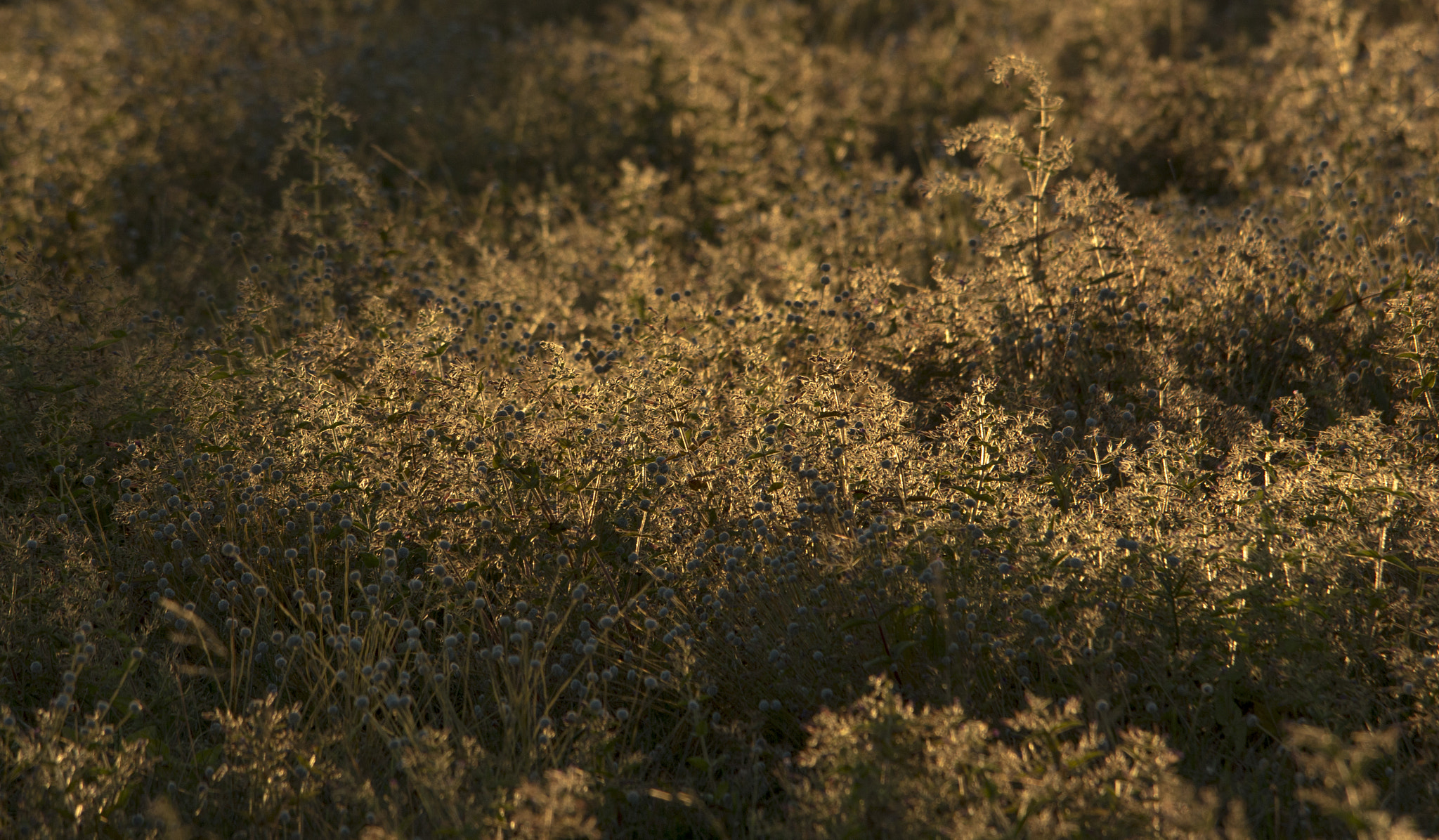 Sigma 150-500mm F5-6.3 DG OS HSM sample photo. Img photography