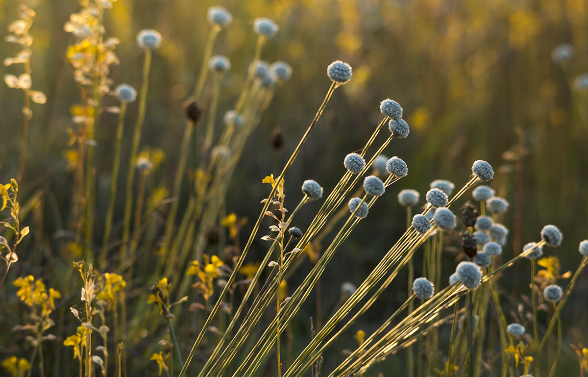 Sigma 150-500mm F5-6.3 DG OS HSM sample photo. Img photography