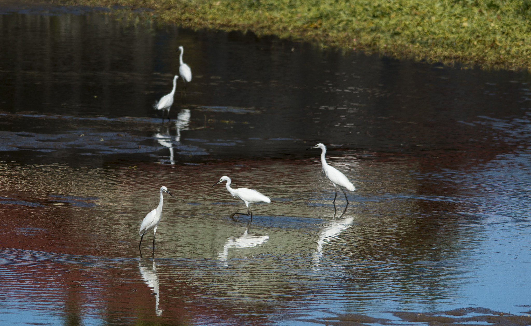 Sigma 150-500mm F5-6.3 DG OS HSM sample photo. Img photography